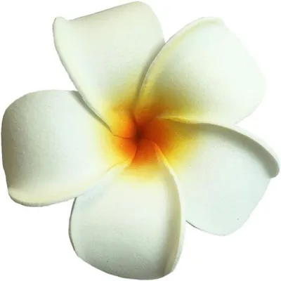 Produktbild von 20 künstliche Plumeria-Blüten (Frangipani) aus umweltfreundlichem EVA-Schaumstoff – weiß, schwimmfähig und detailreich gestaltet. Diese realistischen Blüten eignen sich ideal als dekorative Akzente für Pool, Badewanne, Teiche, Vasen oder Aquarien. Dank ihres leichten Materials bleiben sie sicher auf der Wasseroberfläche und verleihen jeder Feier ein tropisches Flair. Perfekt für Hochzeiten im Hawaii-Stil, Strandpartys, Wellness-Bäder oder spirituelle Räume – sie symbolisieren Glück und inneren Frieden. Die