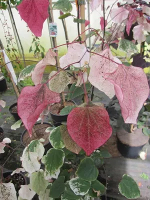 Produktbild von Cercis canadensis Carolina Sweetheart - Kanadischer Judasbaum - 100-125cm