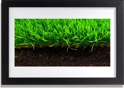 Produktbild von Bild 30x20 MDF-Rahmen Wandkunst Gras Natur Pflanze