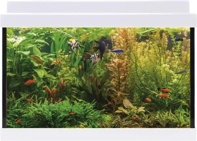 Produktbild von Aqualed 20 Weiß Innenausstattung für Aquarium - 20 Liter, 40,7 x 29,2 x 20,2 cm