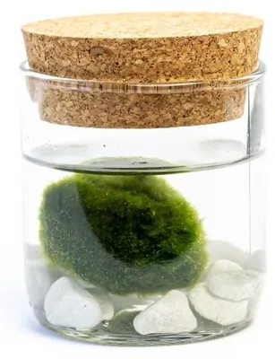 Obrázek produktu pro Gardners Skleněná váza LIPIA výška 8 cm a 1 řasokoule