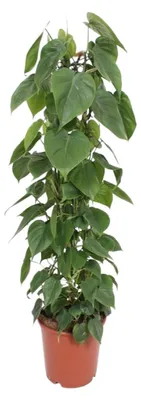 Produktbild von Philodendron Scandens - 110-120cm - Ø24cm - Zimmerpflanze - Immergrün