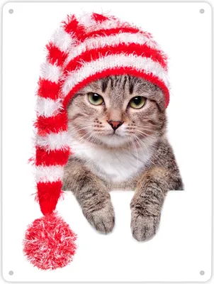 Produktbild von Katze Metallschild XL mit rot-weißer Bobbelmütze Schild Blechschild