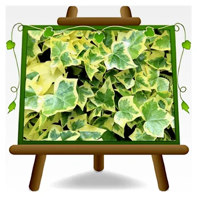 Produktbild von Hedera Helix Kletterpflanzen Höhe: 120-125 cm Topf: 17 cm
