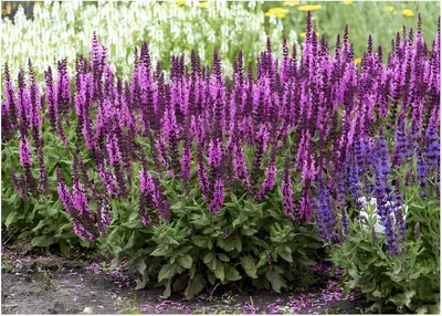 Produktbild von Stauden Gänge 10 x Salvia nemorosa 'Sensation Pink ®' im 1 Liter Topf - Pinker Steppensalbei - Ein rosa Highlight für sonnige Beete - Dauerblüher