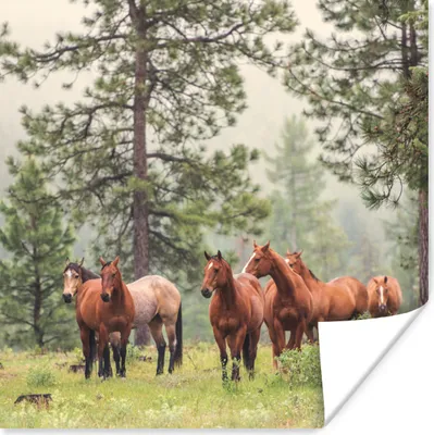 Produktbild von MuchoWow® Poster Pferde - Wald - Nebel 100x100 cm - Babyzimmer