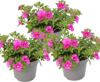 Zdjęcie produktu dla Magic bell - Mini wiszaca petunia - Calibrachoa - Doniczka 12 cm - Zestaw 3 roslin - rózowy