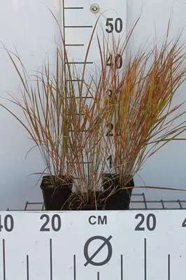 Immagine prodotto di 6 x Calamagrostis arundinacea (anemanthele/stipa ar) - Erba cavallina - Vaso 9x9 cm