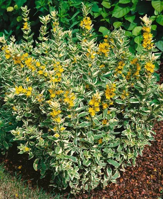 Produktbild von Lysimachia punctata 'Alexander', Goldfelberich, buntlaubig, ca. 9x9 cm Topf