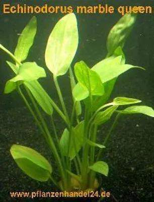 Produktbild von 3 Töpfe Echinodorus Marble Queen, Wasserpflanze
