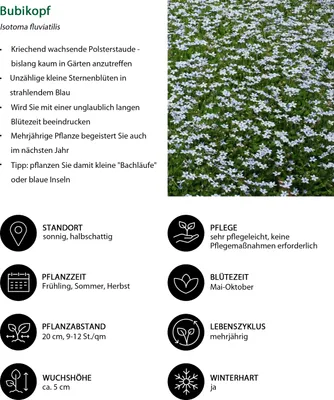 Produktbild von Dehner Bio Stauden-Set Blaues Meer, 12x Bubikopf für sonnige bis halbschattige Standorte, je 2-5 cm exkl. Pflanztopf, Ø Topf je 9 cm, blau