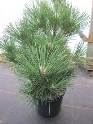 Produktbild von Pinus thunbergii Maijima - japanische Schwarzkiefer Maijima 30-40