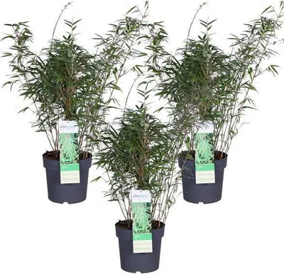 Zdjęcie produktu dla Bambus parasolowy Fargesia rufa, zestaw 3 sztuk, Ø 23 cm ↕ 80 cm – wysokiej jakości produkt do uprawy roślin, ogrodu, domu, dekoracji i nowoczesnego wystroju wnętrz