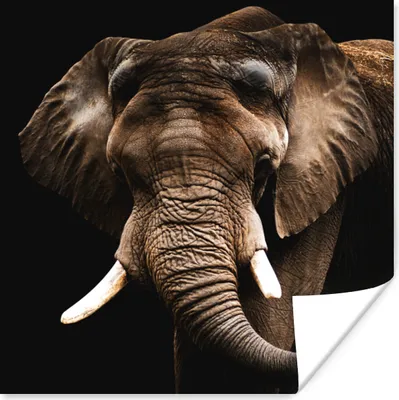Produktbild von MuchoWow® Poster Elefant - Tiere - Zähne 100x100 cm - Babyzimmer