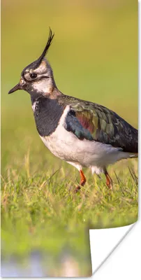 Produktbild von MuchoWow® Poster Vogel - Gras - Natur - Tiere - Kiebitz 60x120 cm - Wandschmuck