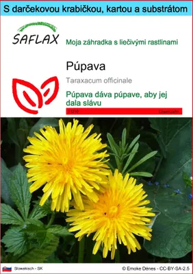 Obrázok produktu pre SAFLAX Darčeková sada - púpava - Taraxacum officinale - 200 Semená - S darčekovou krabičkou, prepravným štítkom, darčekovou kartou a pestovateľským médiom