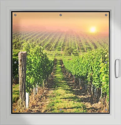 Produktbild von Wallario Lichtschutzbild, Dekorativer Sichtschutz Sonnenschutz 96 x 93 cm mit Motiv: Weinberg mit untergehender Sonne - Verdunklung ohne Bohren