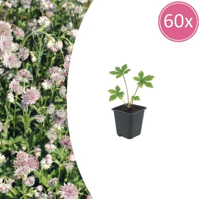 Immagine prodotto di Astrantia major | 60 pezzi - 10-25cm - Ø9cm - Pianta da giardino