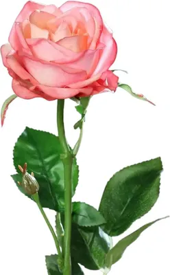Produktbild von aplanta Künstliche Rose - Sokrates | 66 cm, Real Touch, für drinnen, Kunstblume, wie echt, Allergiker geeignet, pflanzliche Dekoration Praxis, Office & Wohnzimmer