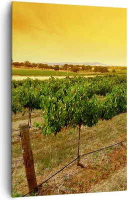 Produktbild von Bild auf Leinwand - Leinwandbild - Einteilig - Landschaft Weinberg Sonnenuntergang - 80x120cm - Wand Bild - Wandbilder - Leinwanddruck - Wanddekoration - Leinwand bilder - Wandbild - PA80x120-0116