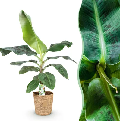 Image de Musa acuminata Dwarf Cavendish - Bananier - Peu d'entretien - avec panier - Vert - 70-75cm - Ø21cm - Plante d'intérieur - Vert persistant