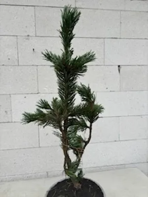 Produktbild von Langlebige Kiefer - Grannenkiefer - Pinus aristata Varietät longaeva - 30-40cm