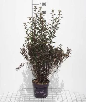 Produktbild von Physocarpus opulif. 'Summer Wine'® - Fasanenspiere 40- 60 cm - Container