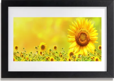 Produktbild von Bild 30x20 MDF-Rahmen Wandkunst Sonnenblume Pflanze