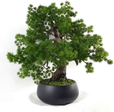 Zdjęcie produktu dla Bonsai z tworzywa sztucznego, 50 cm