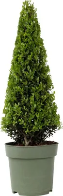 Image de Houx crenelé - Ilex crenata 'Jenny' - Hauteur 55-65cm - ⌀21cm