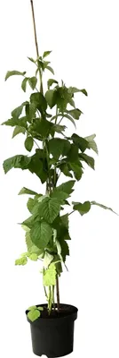 A potted raspberry plant with green leaves and a support stake, isolated on a white background.