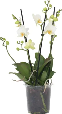 Zdjęcie produktu dla Falenopsis - Phalaenopsis Multiflora - Wysokość 35-45cm - ⌀12cm