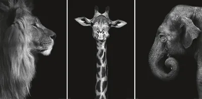 Immagine prodotto di Fauna selvatica - Set di 3 poster - Leone, giraffa ed elefante