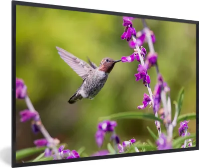 Produktbild von MuchoWow® Gerahmtes Poster Kolibri - Vogel - Natur 90x60 cm - Poster mit Schwarzem Bilderrahmen Wandposter Rahmen Foto Bilder - Fotorahmen - Foto-Plakat