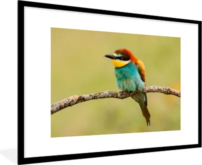 Produktbild von MuchoWow® Gerahmtes Poster Vogel - Bienenfresser - Tiere 90x60 cm - Poster mit Schwarzem Bilderrahmen Wandposter Rahmen Foto Bilder - Wanddekoration - Fotos
