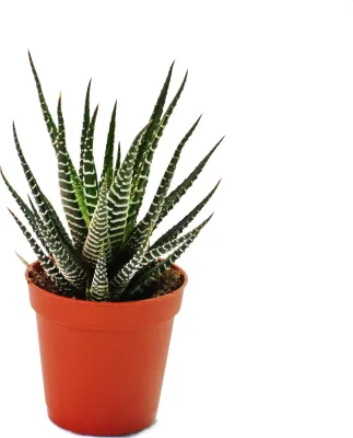 Produktbild von Haworthia fasciata - malá rastlina v 5,5 cm kvetináči