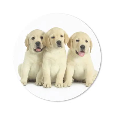 Produktbild von MuchoWow® Mauspad Mousepad Bezaubernde Labrador Retriever Welpen 50x50 cm - Mousepads - Maus Mat - Pad - Mausunterlage - Vinyl