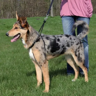 Produktbild von Trixie Easywalk Basic Erziehungsgeschirr S