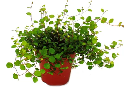 Produktbild von Zimmerpflanze - Mühlenbeckia complexa - Kiwi-Knöterich -  12cm Topf