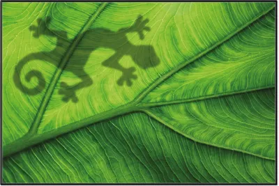 Produktbild von Wallario Wandbild Gecko Schatten auf grünem Blatt - Umriss, Größe: 61 x 91,50 cm, Poster mit schwarzem Aluminiumrahmen