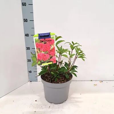 Image de Kalmia lat. « Beacon » - Laurier des montagnes | 25-30 cm en pot