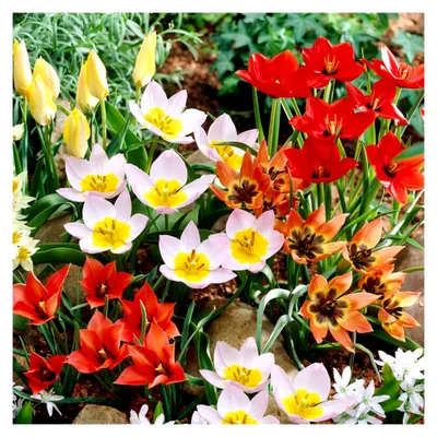 Produktbild von Winterharte, mehrjährige Tulpenzwiebeln - Botanische Mischung - 50 Blumenzwiebeln - Echte Pflanzen aus Holland - Tulpenzwiebeln für Garten, Töpfe und Balkon (große Knollen, kein Samen, nicht künstlich)