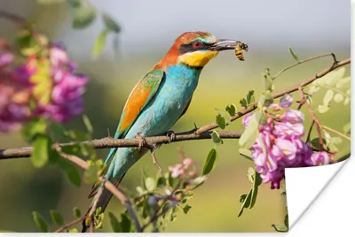 Produktbild von MuchoWow® Poster Vogel - Bienenfresser - Blumen 180x120 cm - Fotoplakat