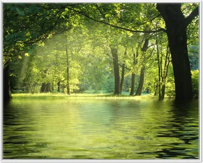 Produktbild von Wallario Wandbild Idyllischer See im Wald bei Sonnenschein, Größe: 40,30 x 50,30 cm, Poster mit weißem Aluminiumrahmen