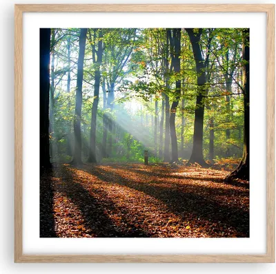 Produktbild von Gerahmtes Poster - Rahmen in heller Eiche - Wald Blätter Sonne - 50x50 cm - Wand Bild - Wanddeko - Wandbilder - Wandposter - Bilderrahmen - Bilder - Kunstdruck - Wandbild - P2NAC50x50-0136