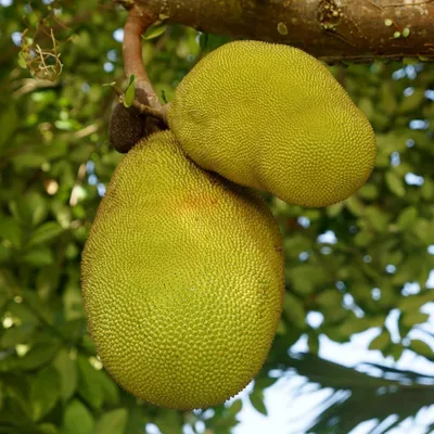 Obrázek produktu pro Jackfruit (Artocarpus heterophyllus) – 2 kusy