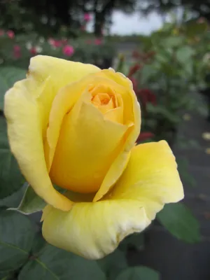 Produktbild von Rosa Avec Amour ® - Edelrose Avec Amour ® - Tantau Rose