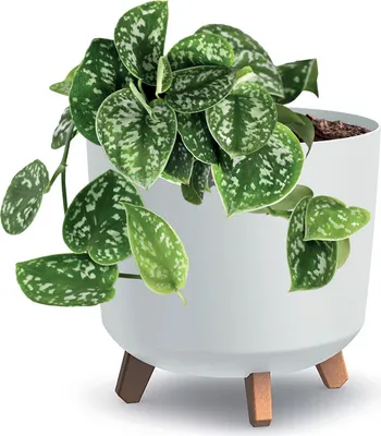 Image de Gracia Pot de fleurs rond ⌀29.8 cm Blanc