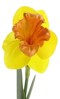 Produktbild von DPI Osterglocke - Narzisse Gelb & Orange mit zwei Blättern 40 cm - Kunstblumen