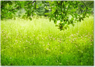 Produktbild von Tulup® Leinwandbild - 100x70 cm - Wandkunst - Drucke auf Leinwand - Leinwanddruck  - Landschaften - Grün - Grüne Wiese